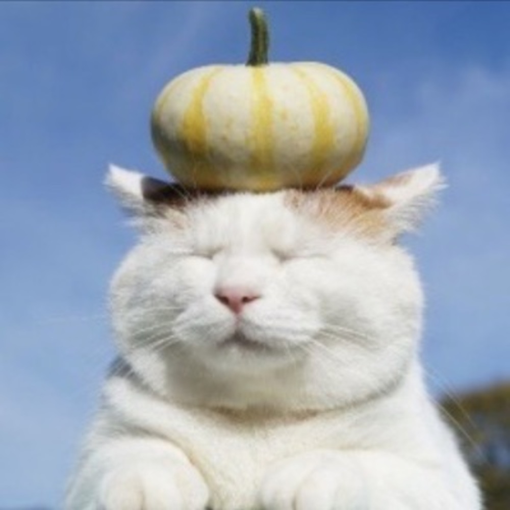 Meet your Posher, Ponsie